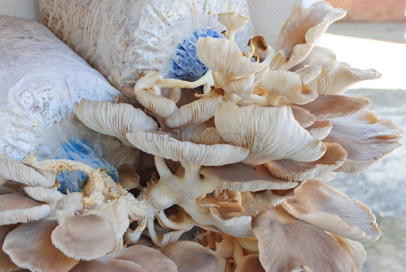 the mushroom farm
