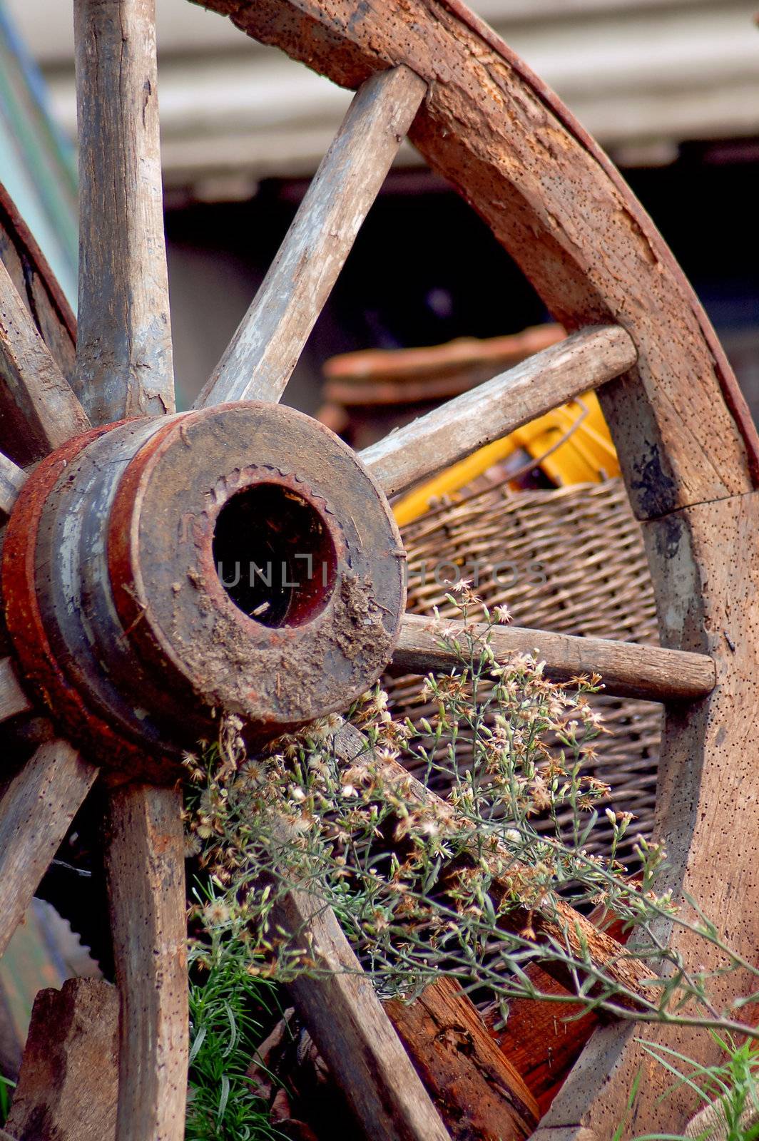 Horse car tire by celaler