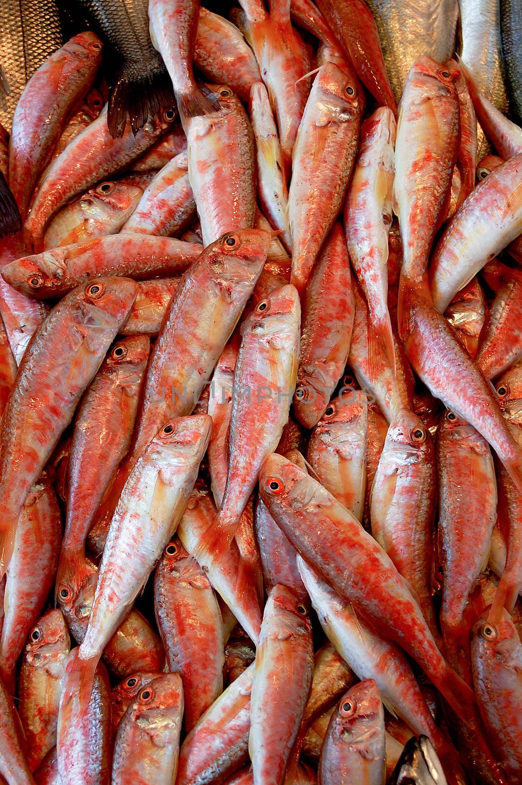 Fresh fishes in market