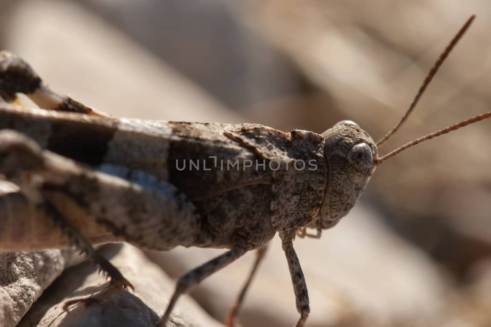 Brown locust close up full body side view (Oedipoda carulescens)