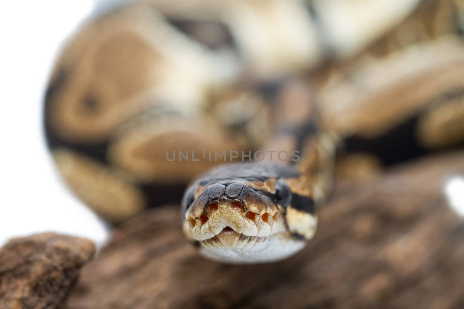 Ball Python close up (Python Regius) by NagyDodo