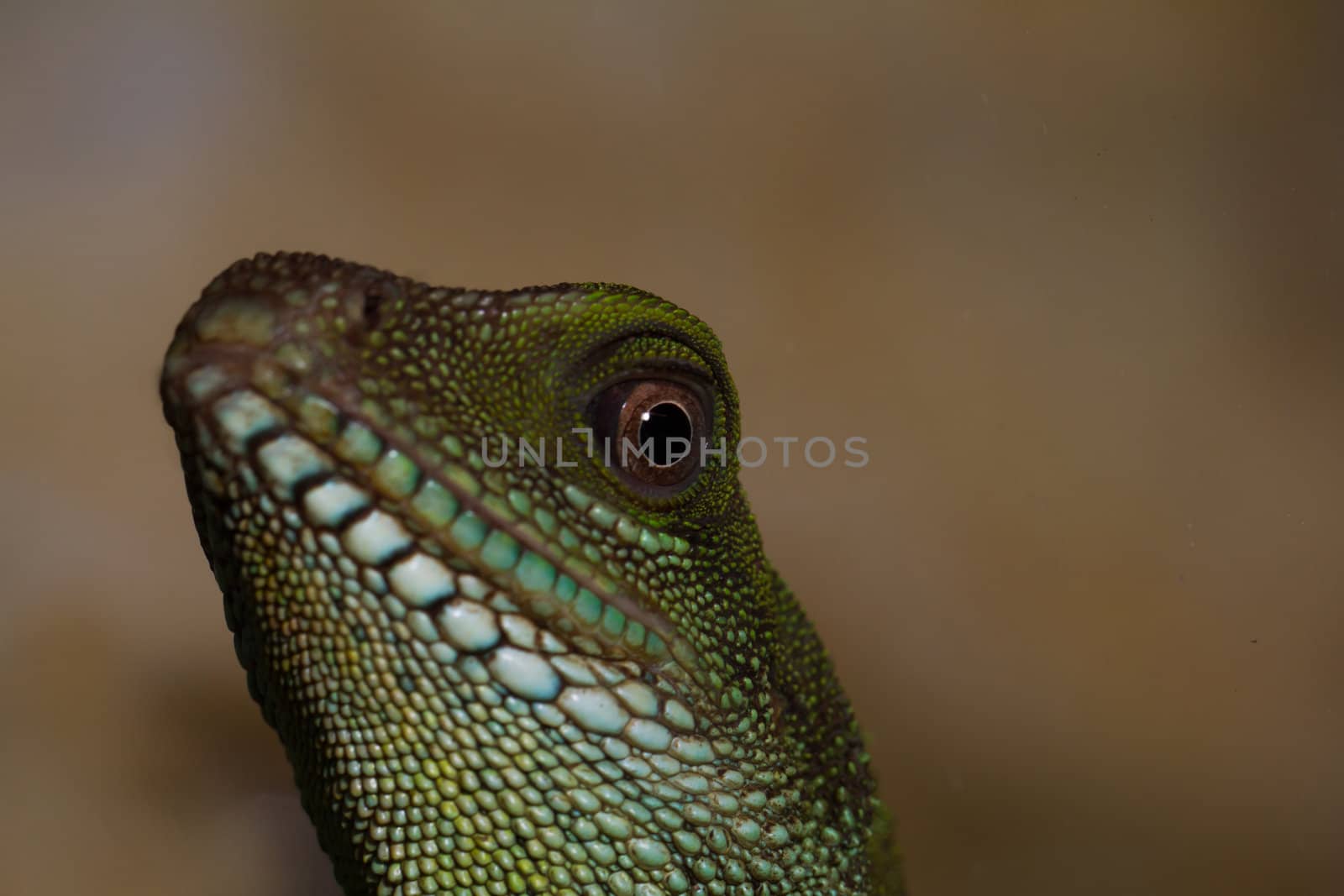 Head and eye of an adult agama (Physignathus cocincinu) by NagyDodo