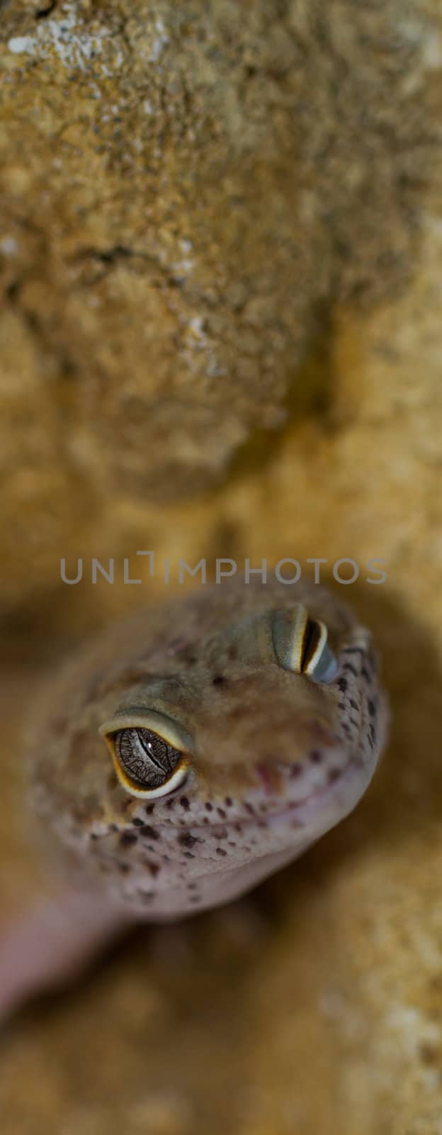 smiling leopard gecko on desert