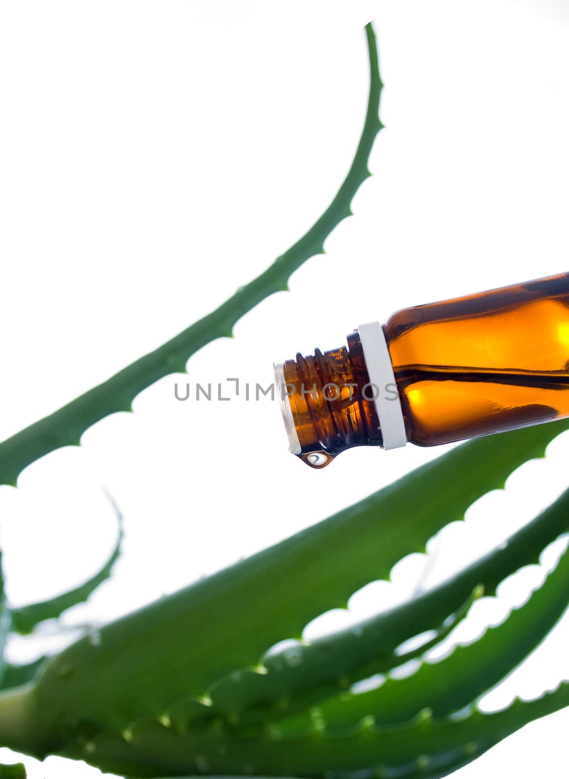 drop of essential oil is dripping out of the bottle against a background of aloe