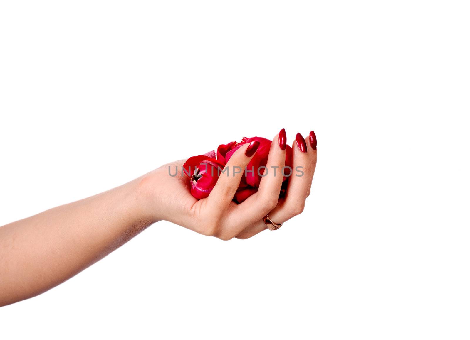 Beautiful hand with perfect french manicure on treated nails holding rose flower petals. isolated on white background
