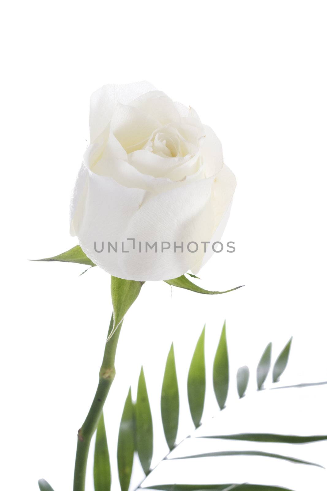 Early morning shot of a beautiful white rose.
