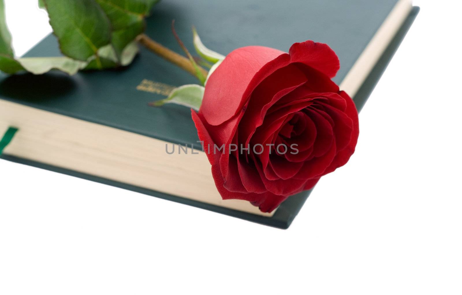Red rose in a closed book isolated on white background