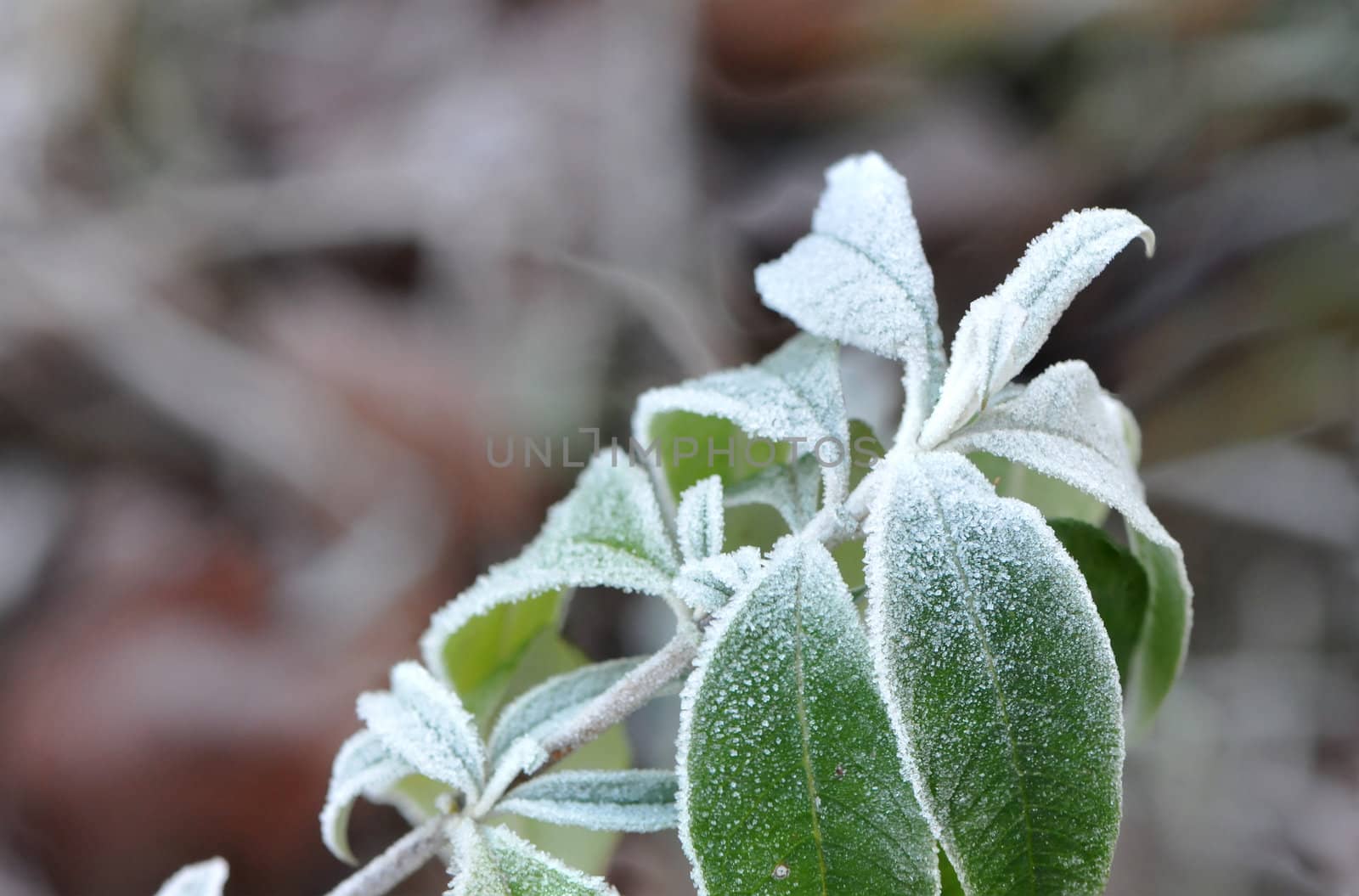 Green Leafs with White Frost by shkyo30