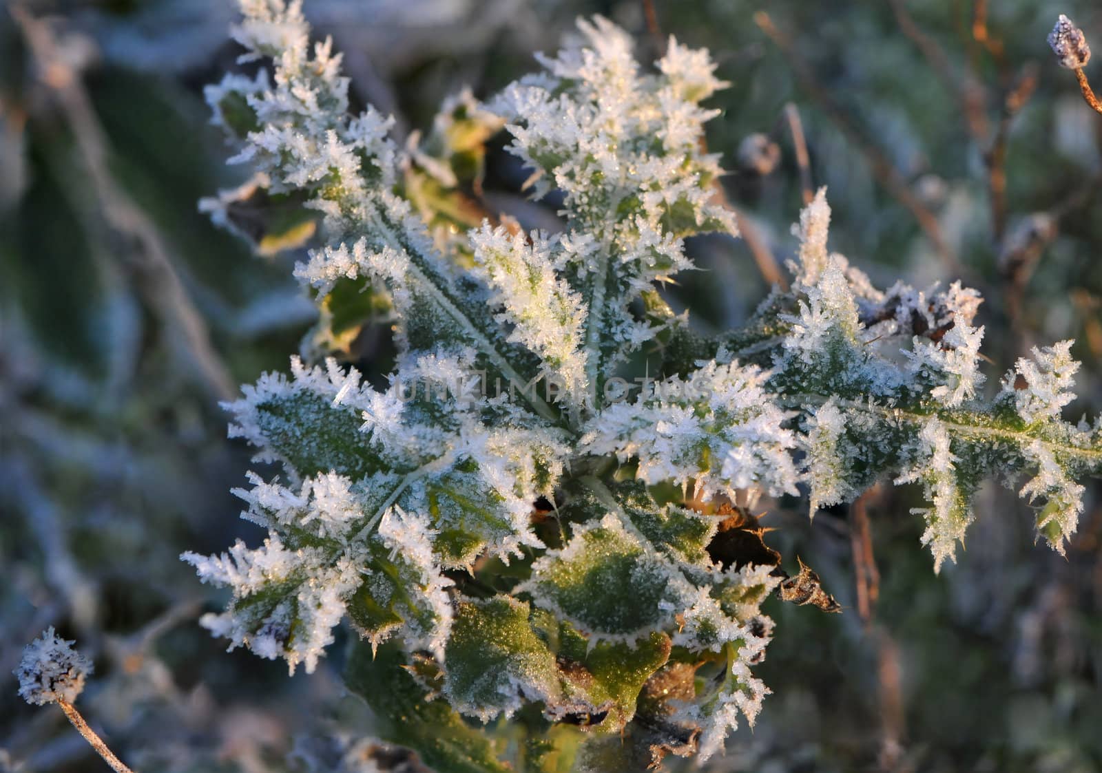 Small Green Leafs covered by Frost