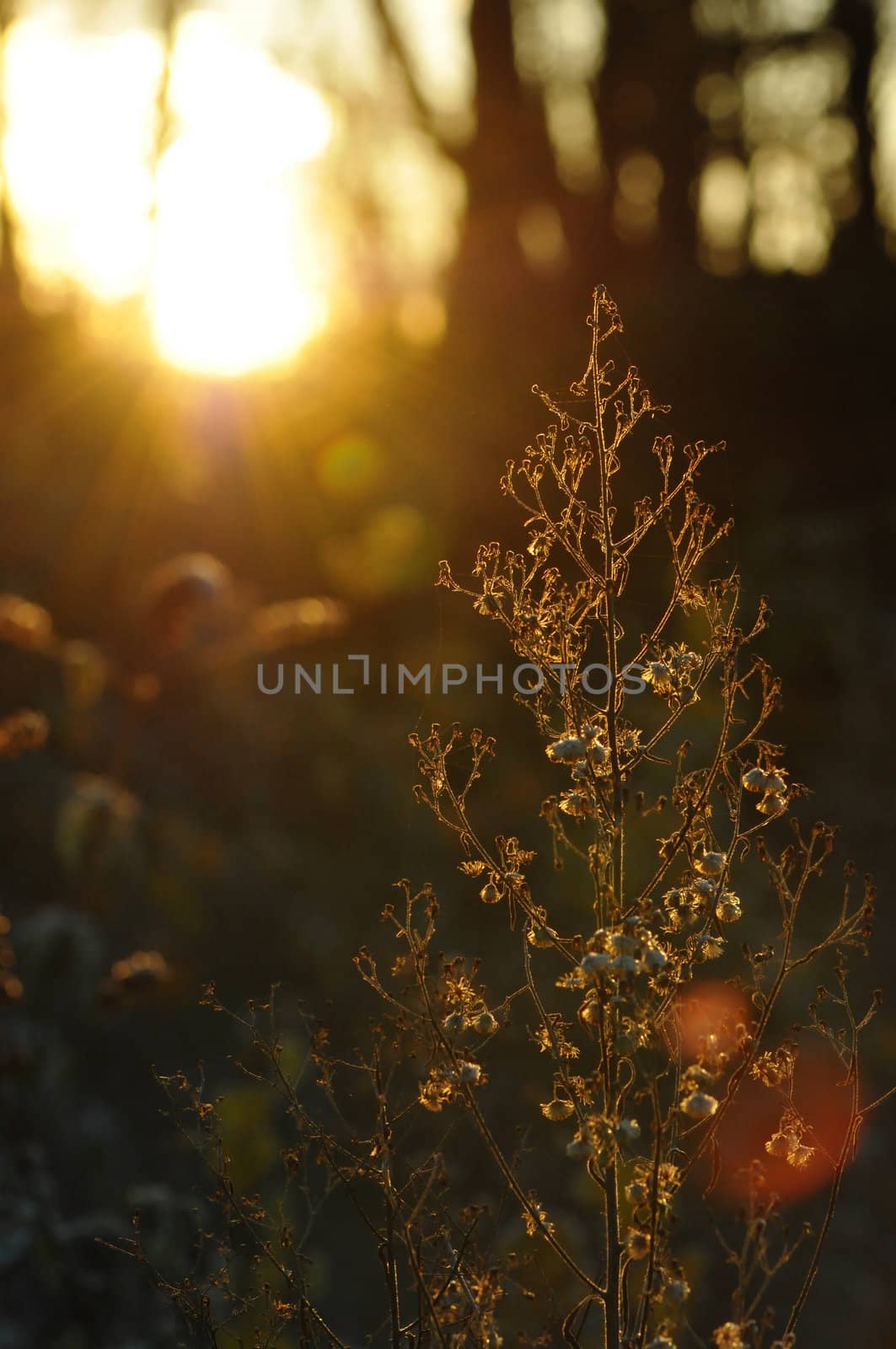 Morning Sunlight through Thin Branches of a Plant by shkyo30