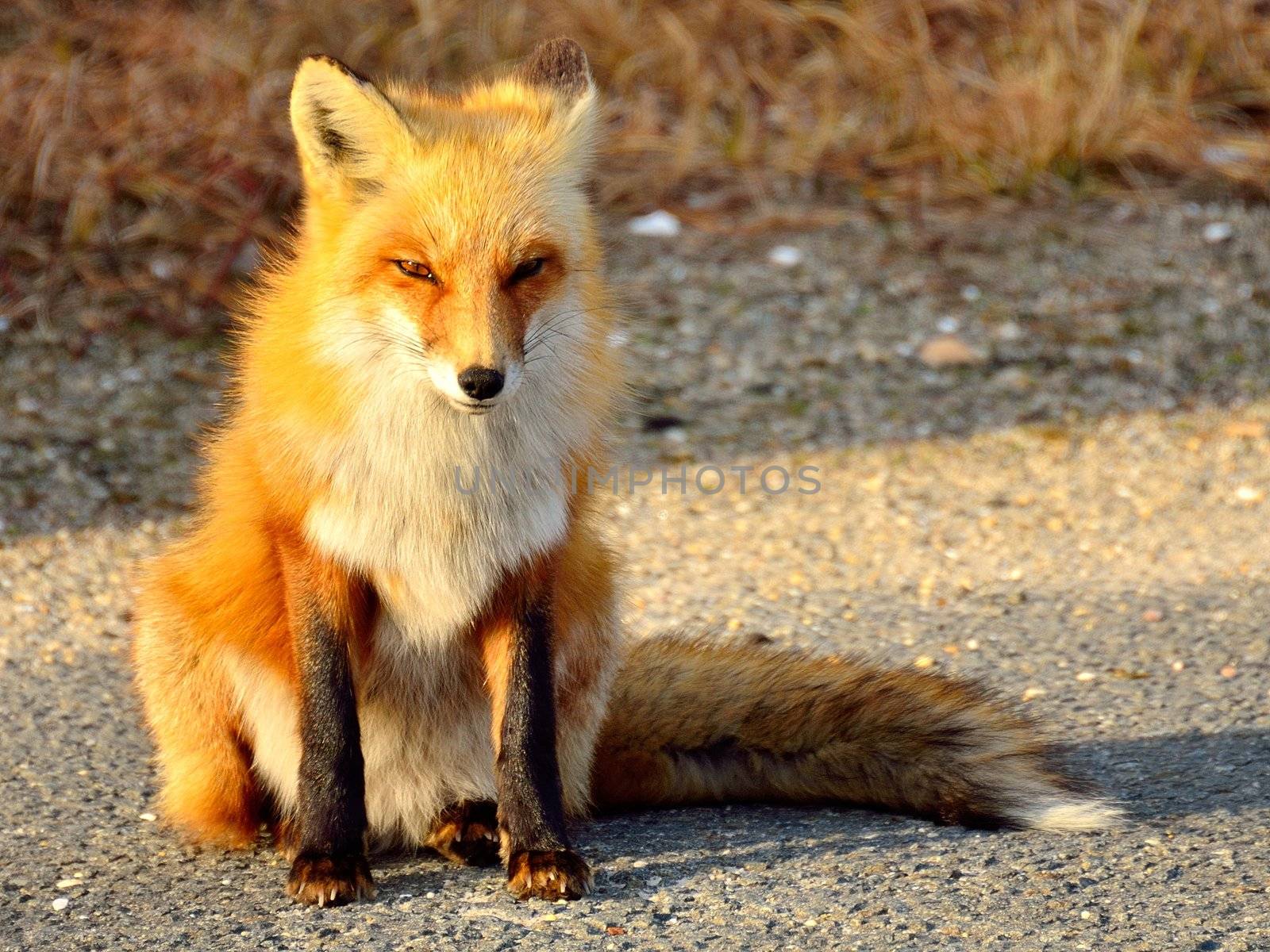 Red fox of Island State Beach Park, NJ USA.