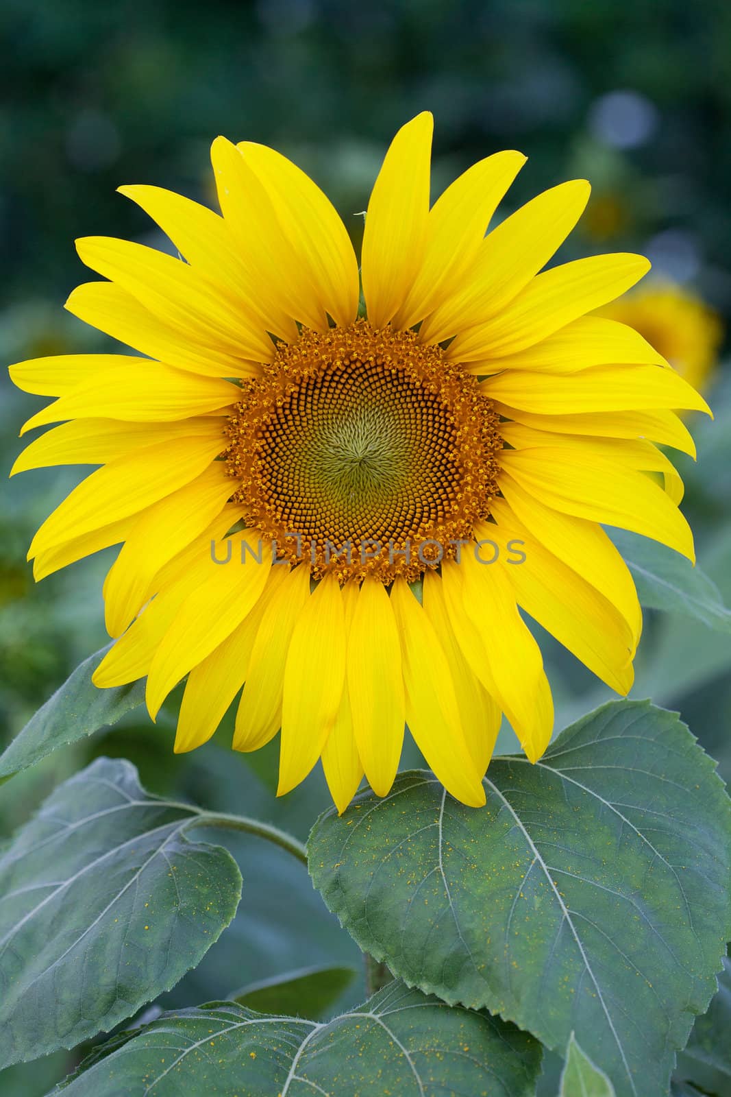 Fully blossomed sunflower