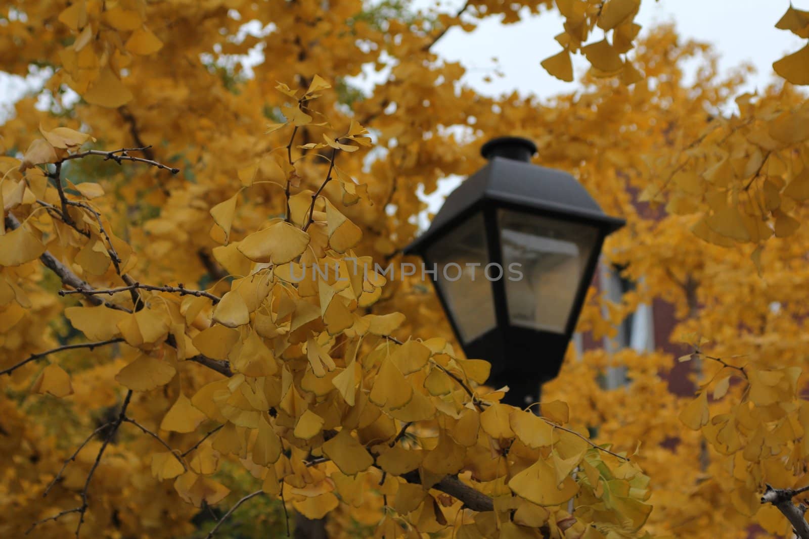 Bright yellow leaves surrounding street light
