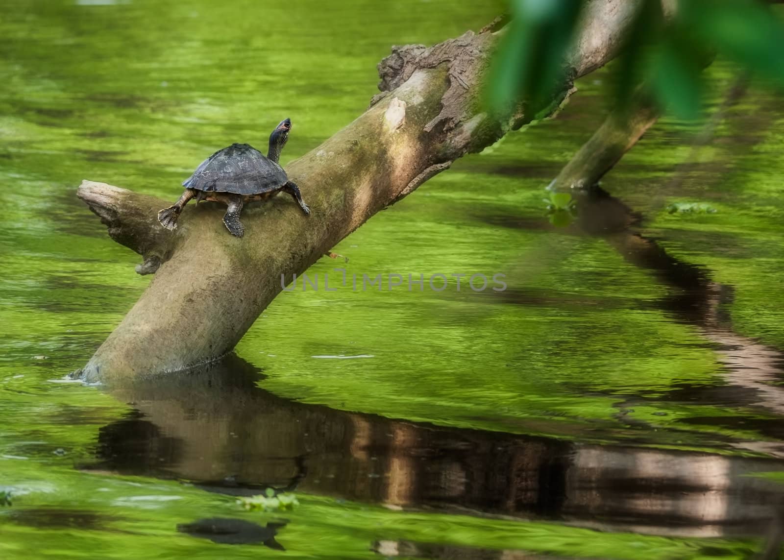 Pond turtle, tortoise, on a tree branch over water in sun, copy space, Indian Tent Turtle, Pangshura tecta
