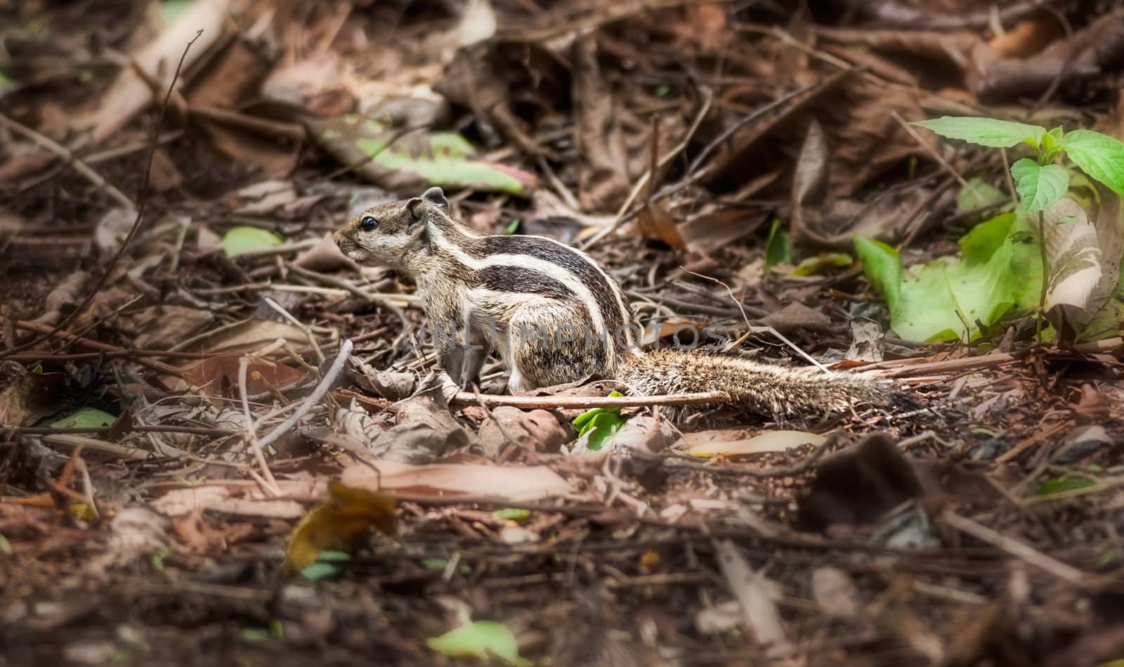 Squirrel amongst dry leaves, nature, wildlife, copy space