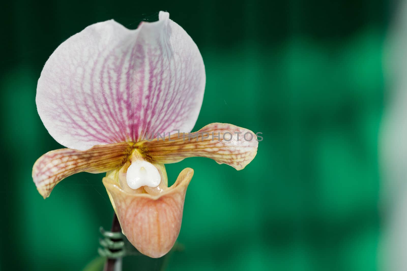 Closeup of orchids