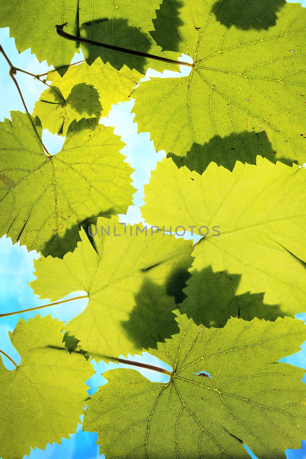 Grape Leaves on Blue Sky Background