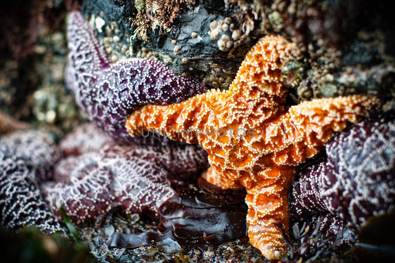 Closeup of four purple and one orange starfish with shallow depth of field.