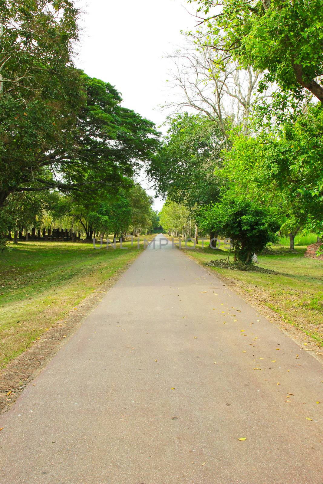 Trees along country road