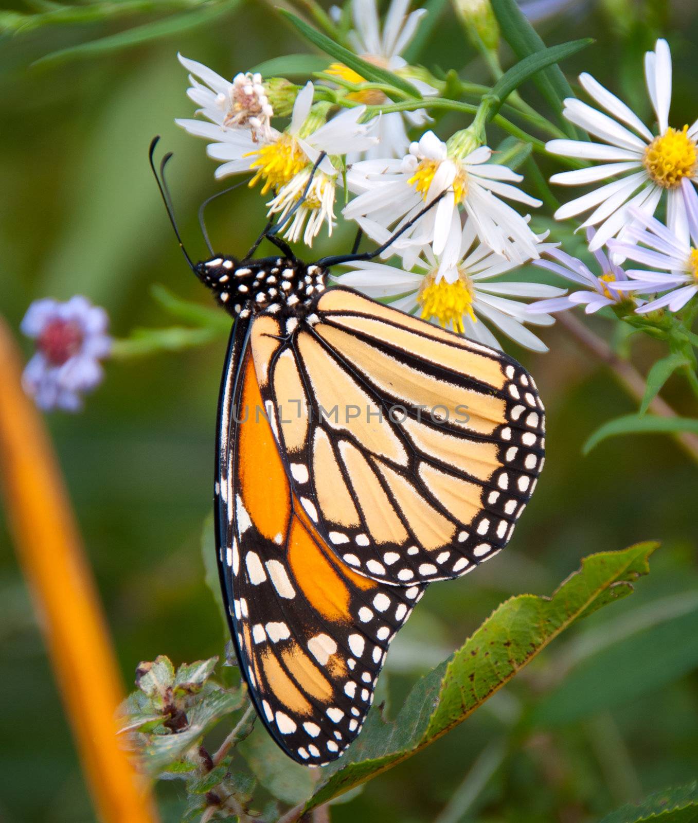 Close up of monarch butterfly feeding on flower