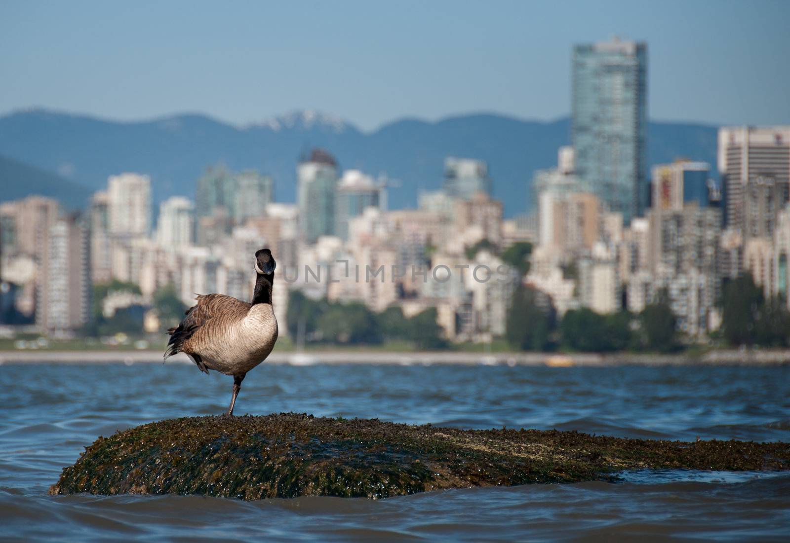 Canadian goose looking in front of Vancouver skyline