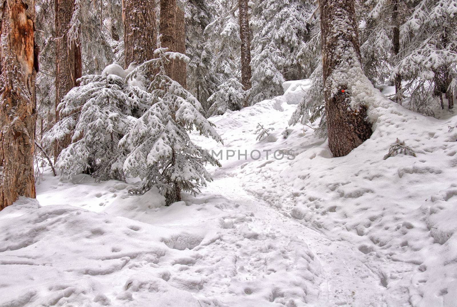 Marked snowshoe trail leads through snow covered trees.