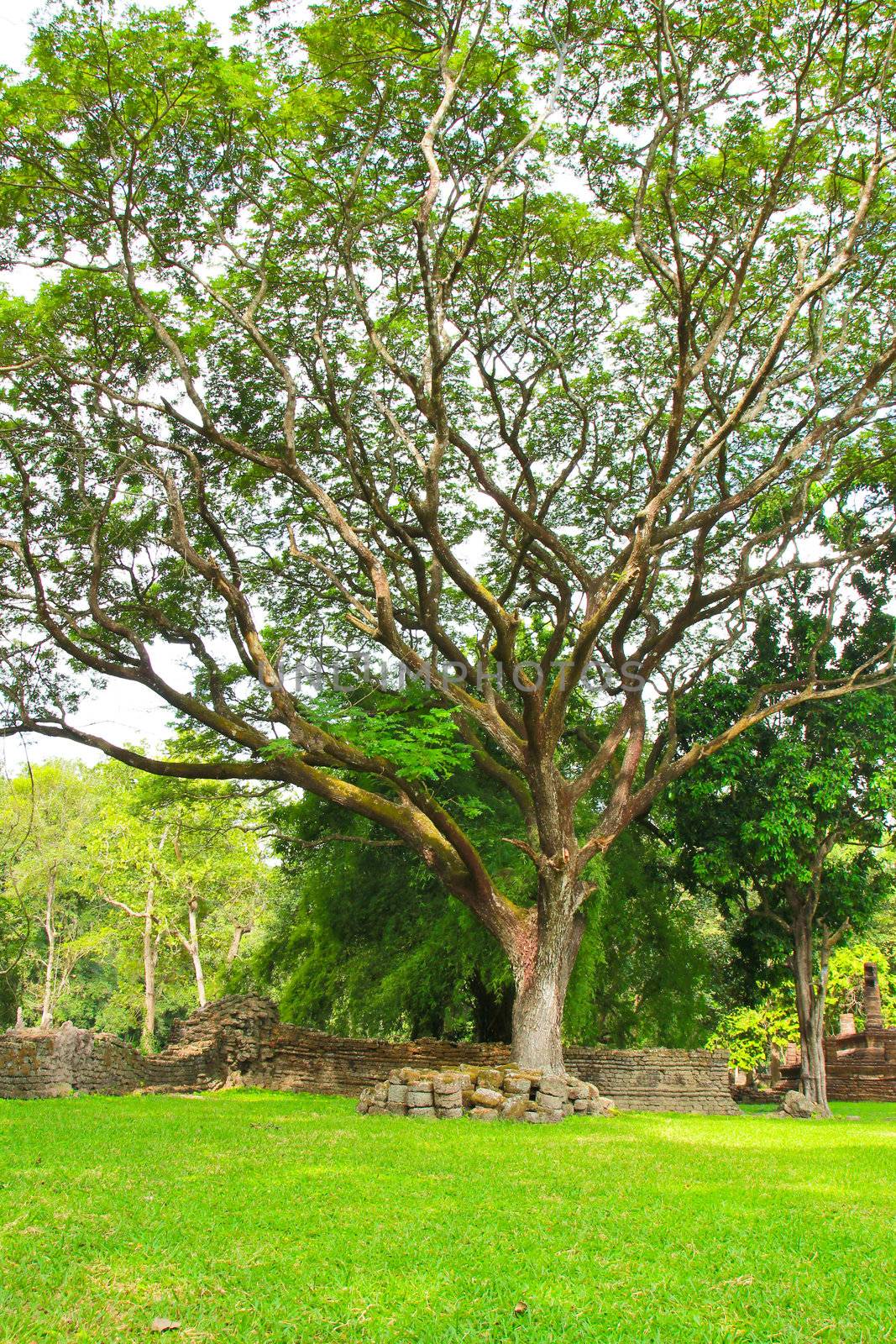 Landscaping in the garden with big tree by nuchylee