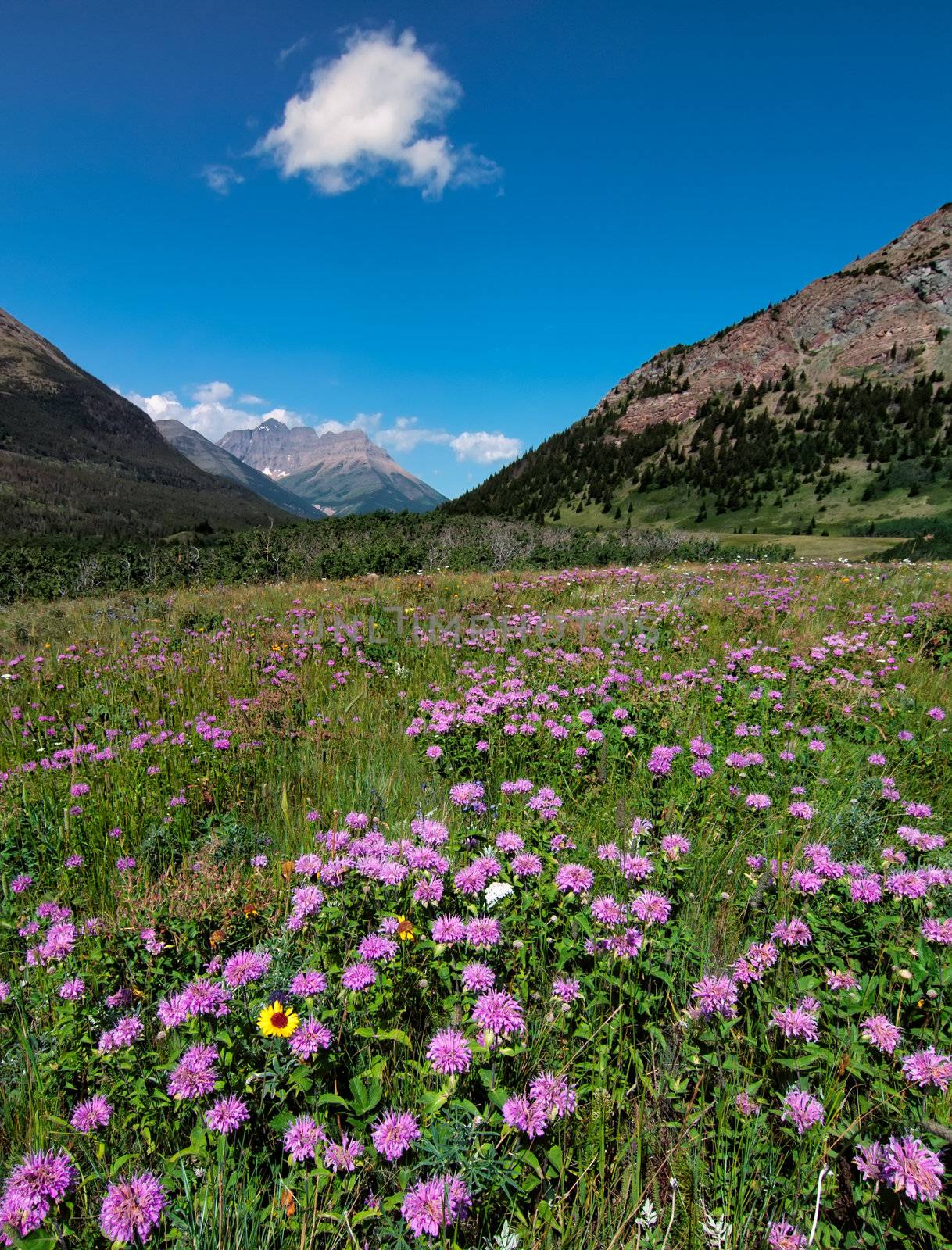 The Canadian Rocky mountains near the end of July when the purple flowers are blooming.