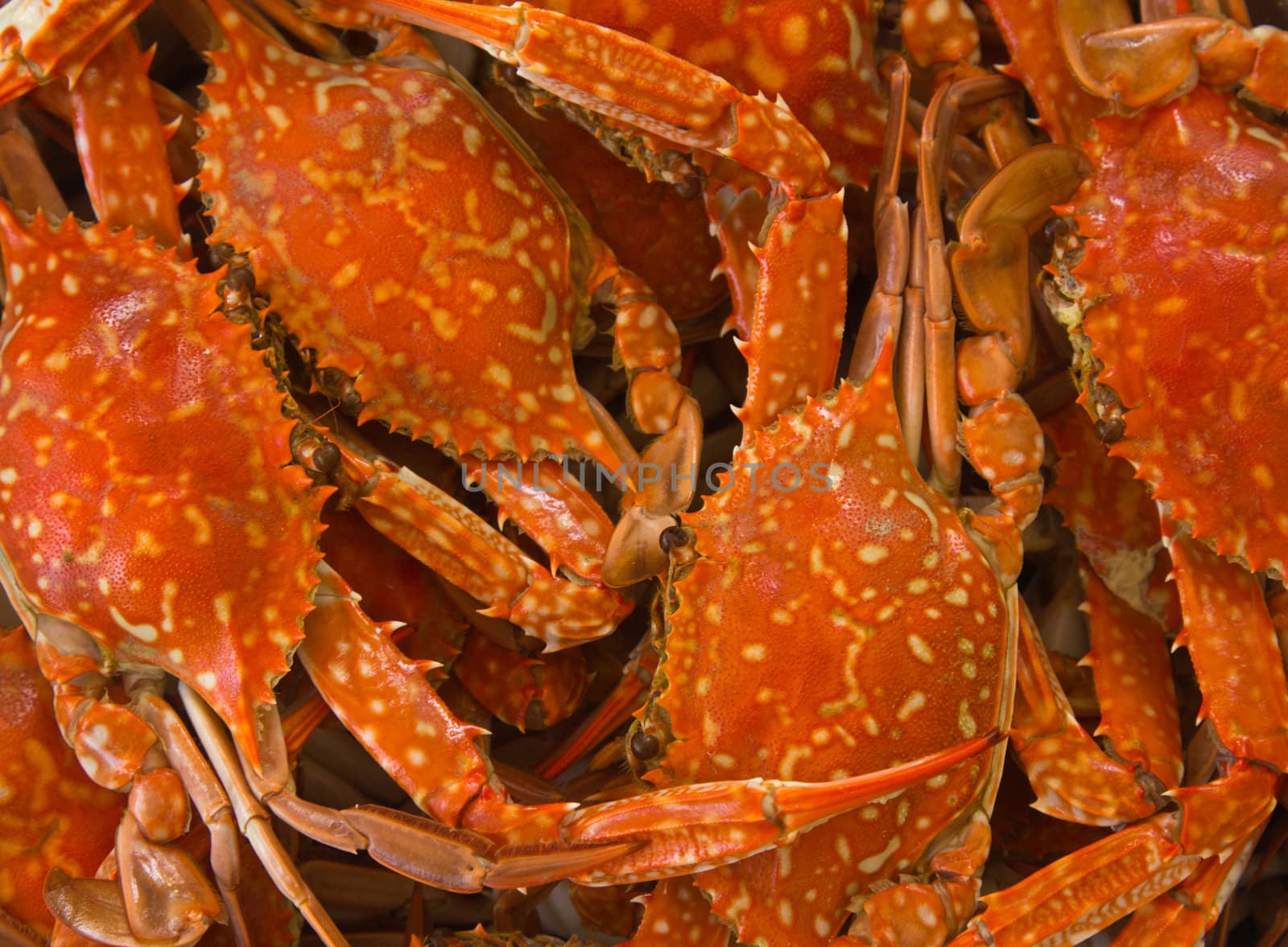 Cooked blue crab boiled for with background