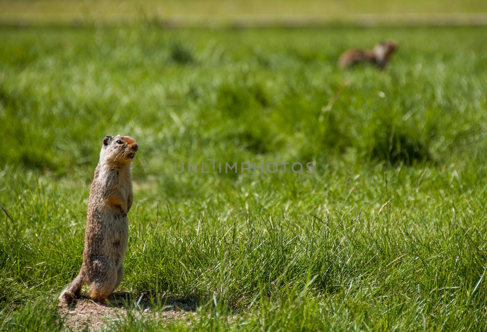 Marmot Calling Out to Other Prairie Dogs by JamesWheeler