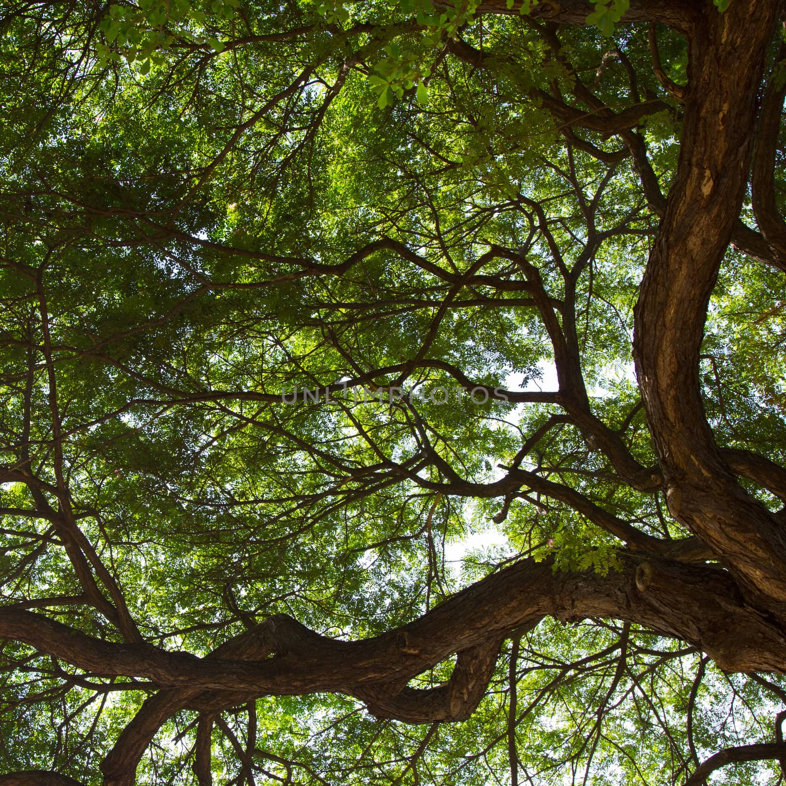 Under the tree by liewluck