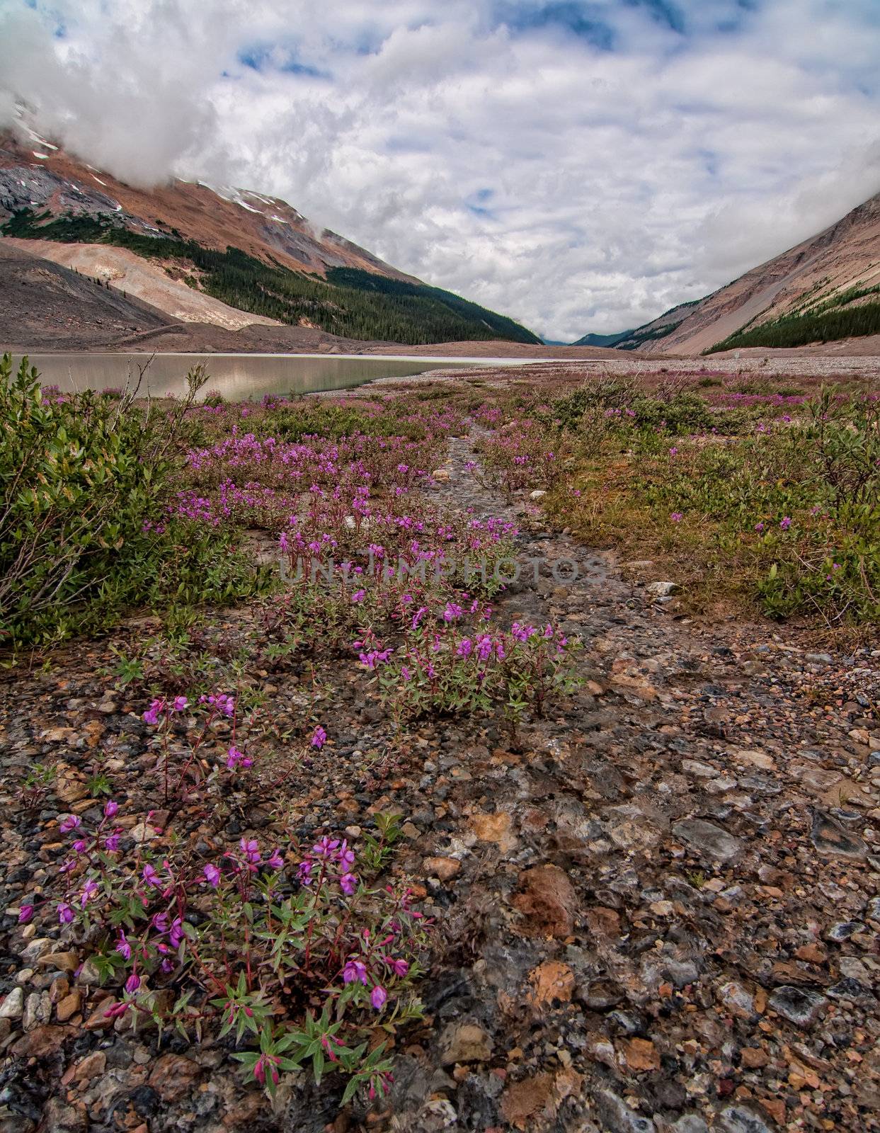 Pink flowers in a stream below the Columbia Icefields.