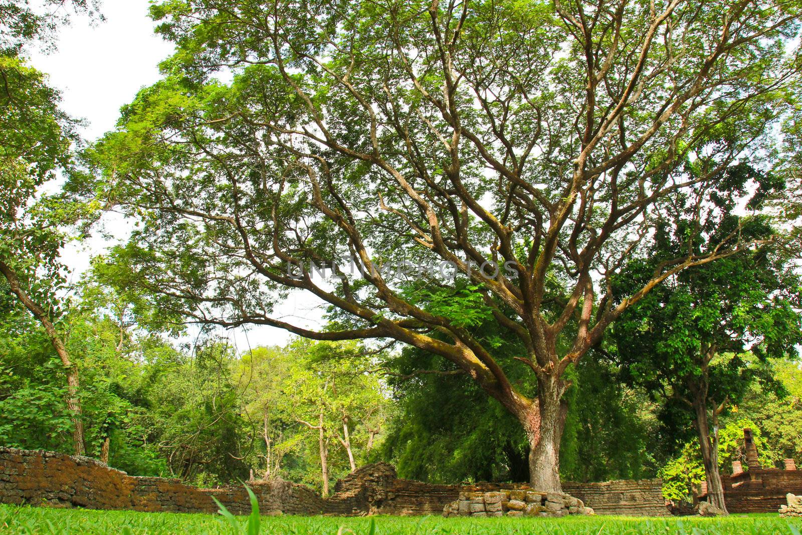 Landscaping in the garden with big tree by nuchylee