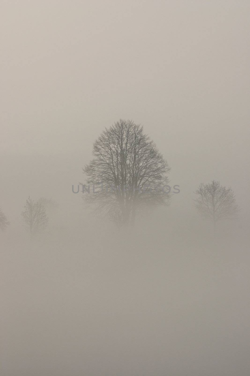 Winter landscape with trees in the mist