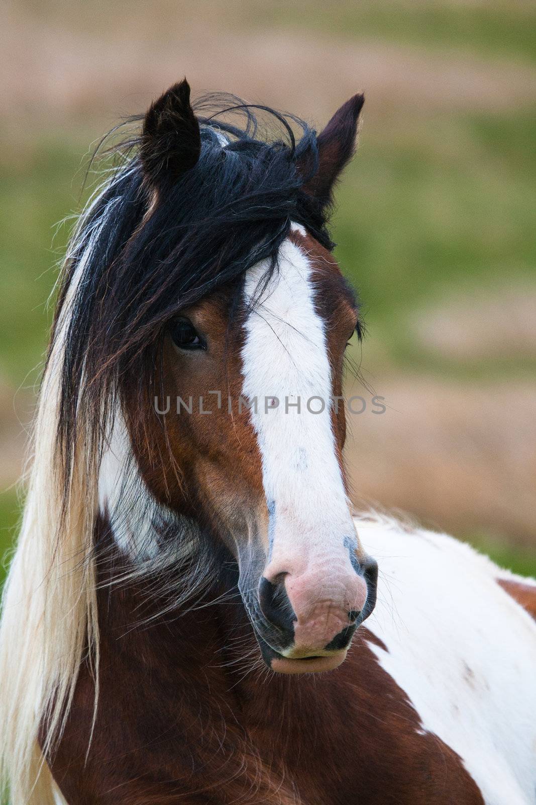 A Horse in a Field in Yorkshire Dales National Park