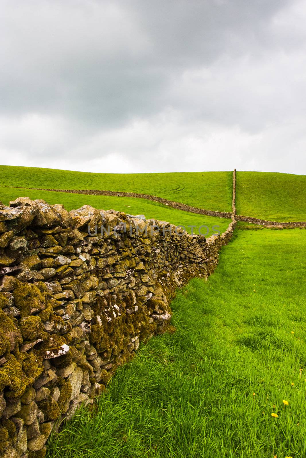 Dry stone wall on the fields in Yorkshire Dales in Great Britain