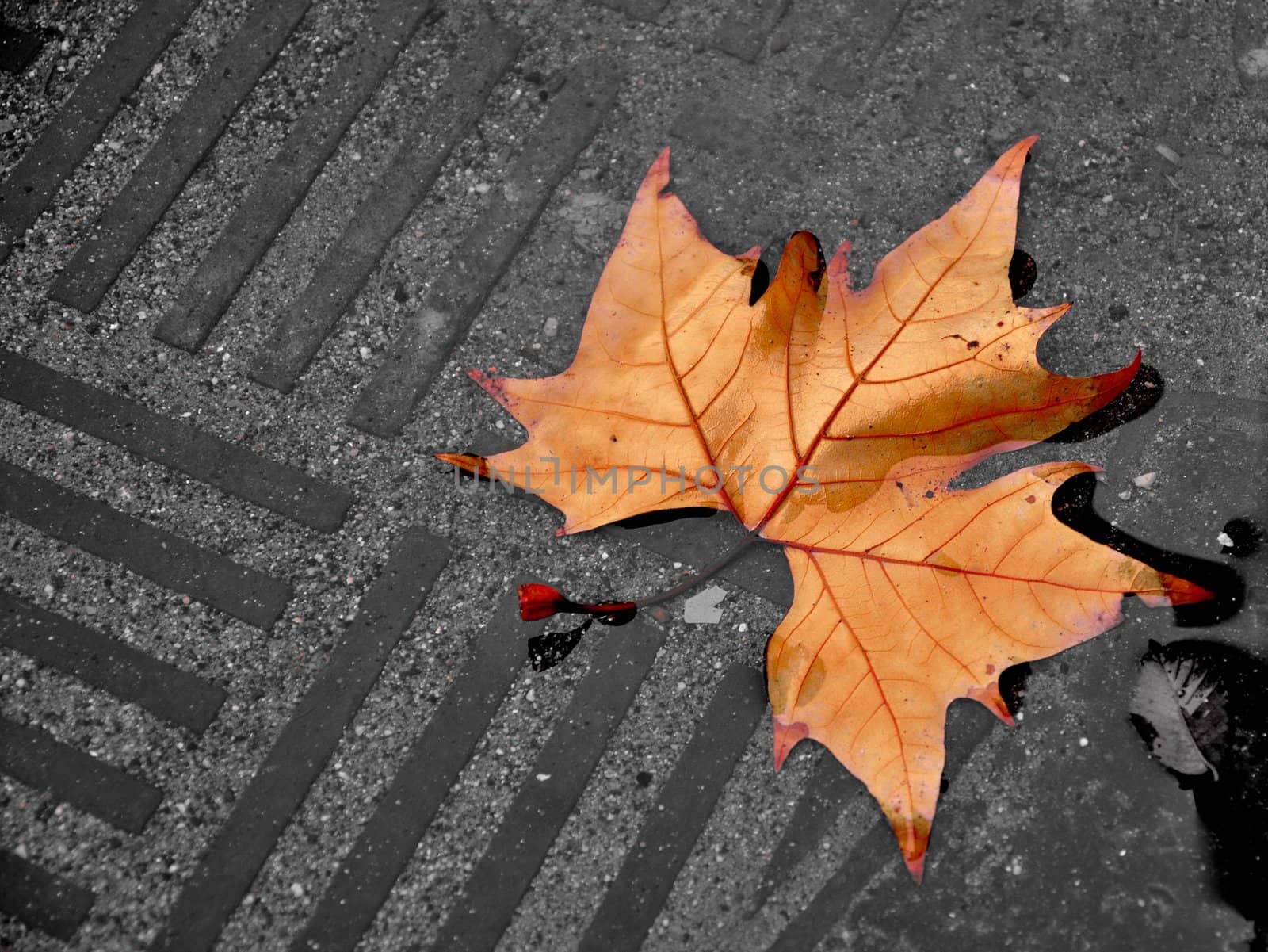 Fallen leaf in a paddle by anderm