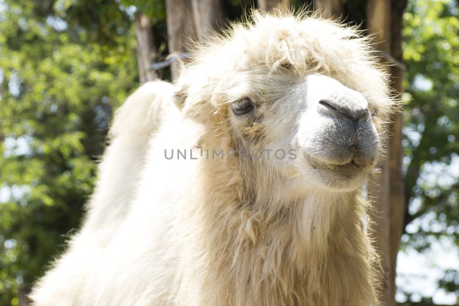 summer shot of the camel in close up (portrait)