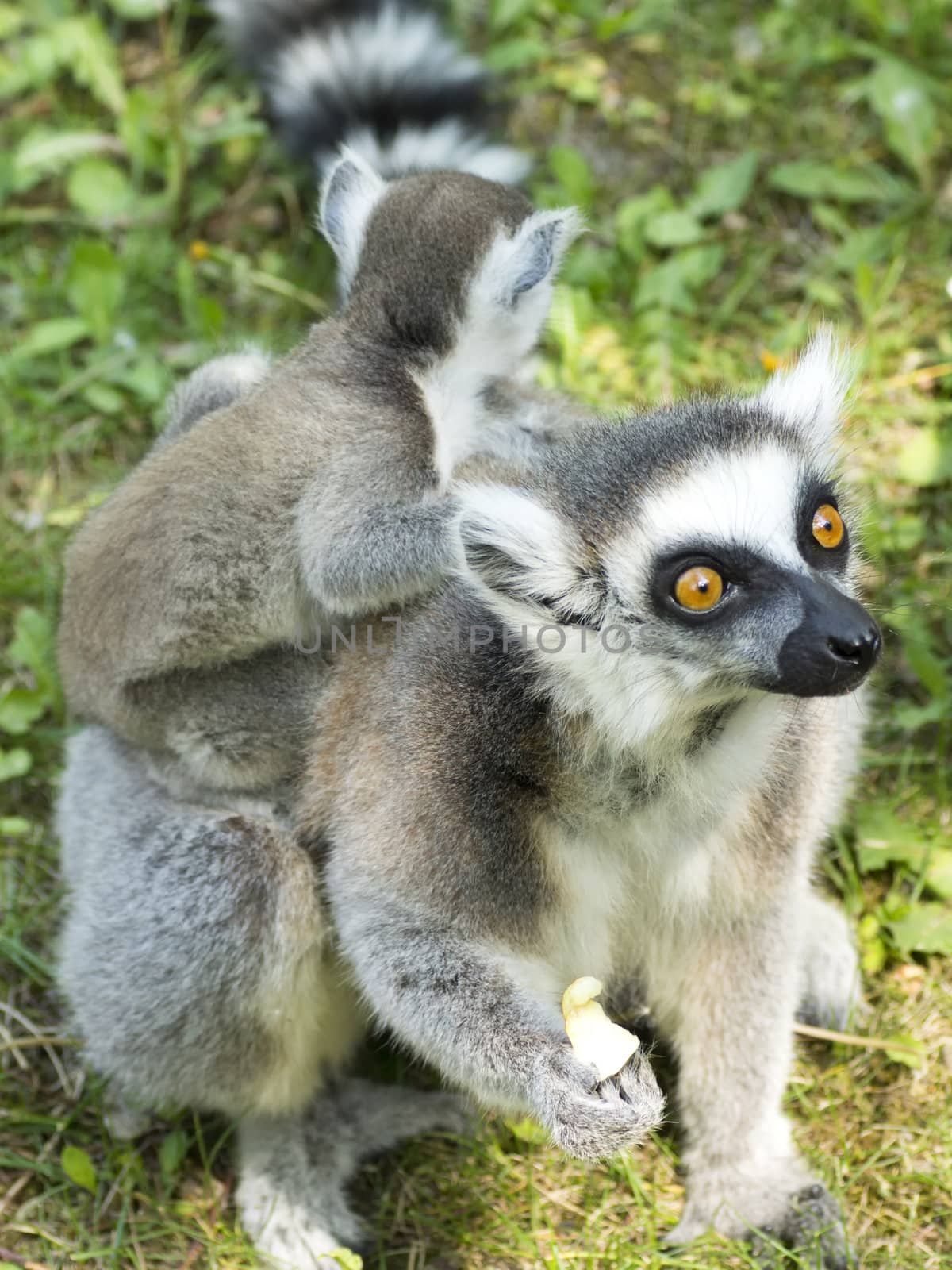 close-up photo of the lemur family in the Budapest Zoo