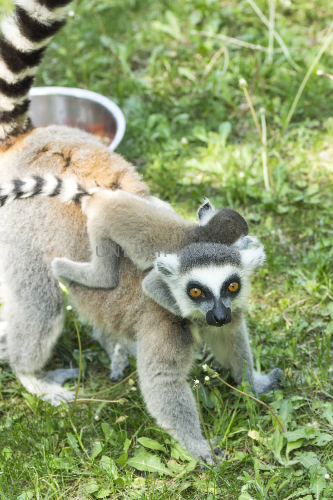 summer photo of the lemur family in the Budapest Zoo