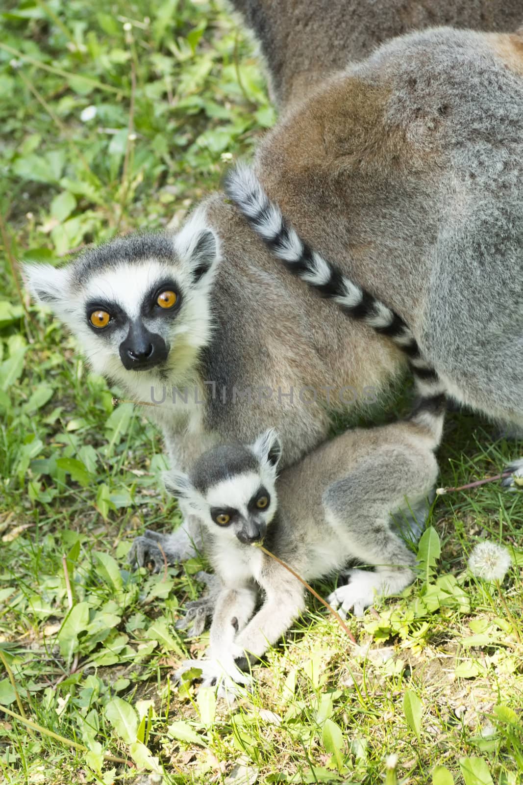 summer photo of the lemur family in the Budapest Zoo