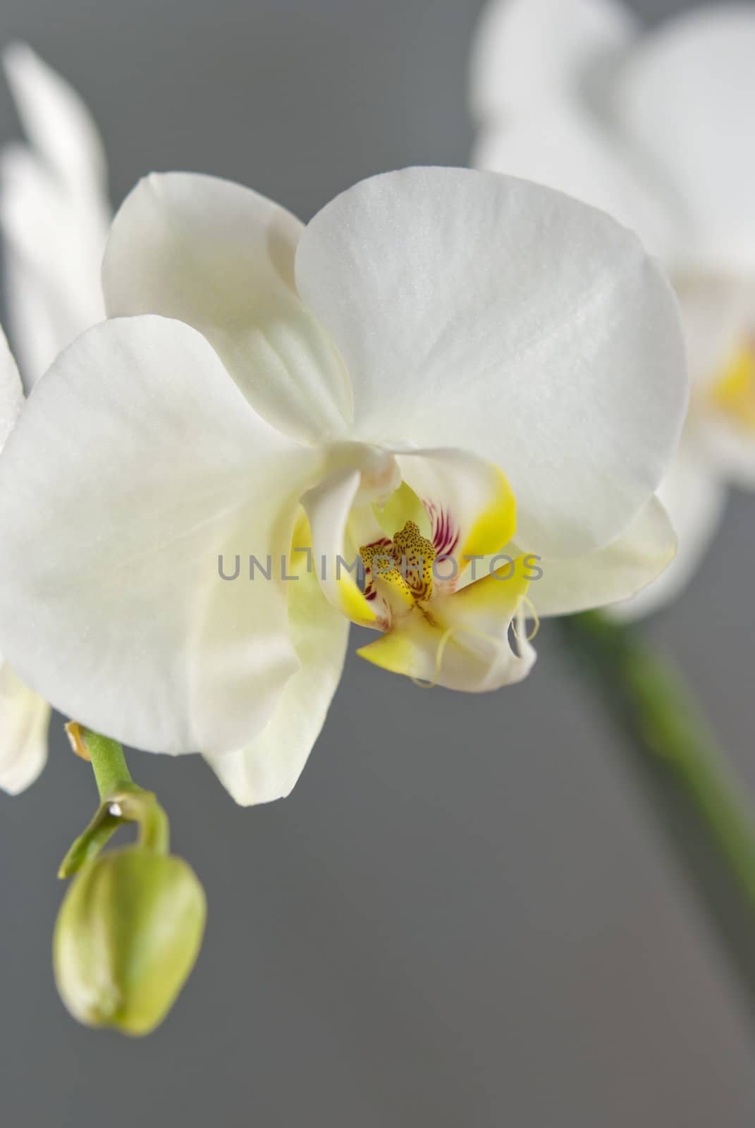White Orchid by Vac