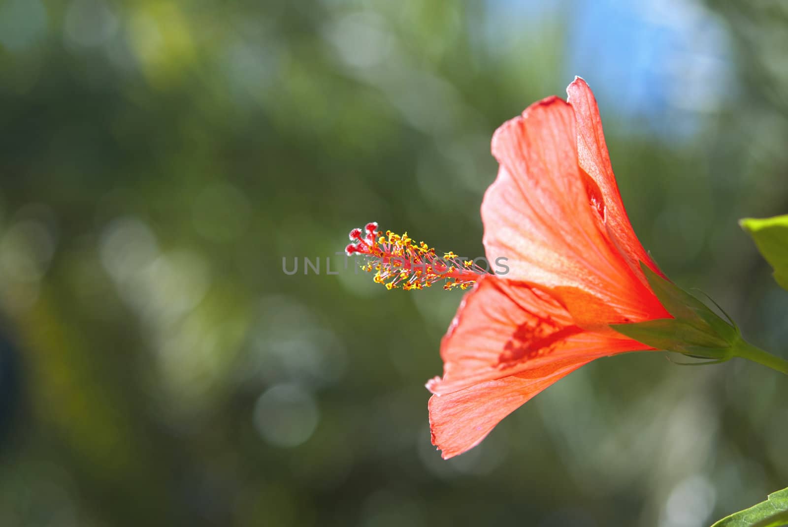 Red hibiscus on background of green garden and blue sky