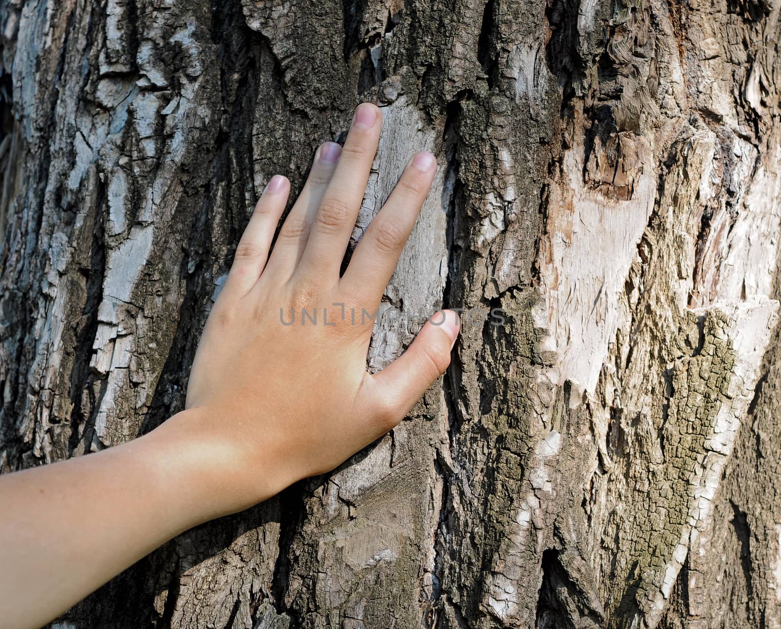 hand is located on an old tree by inxti