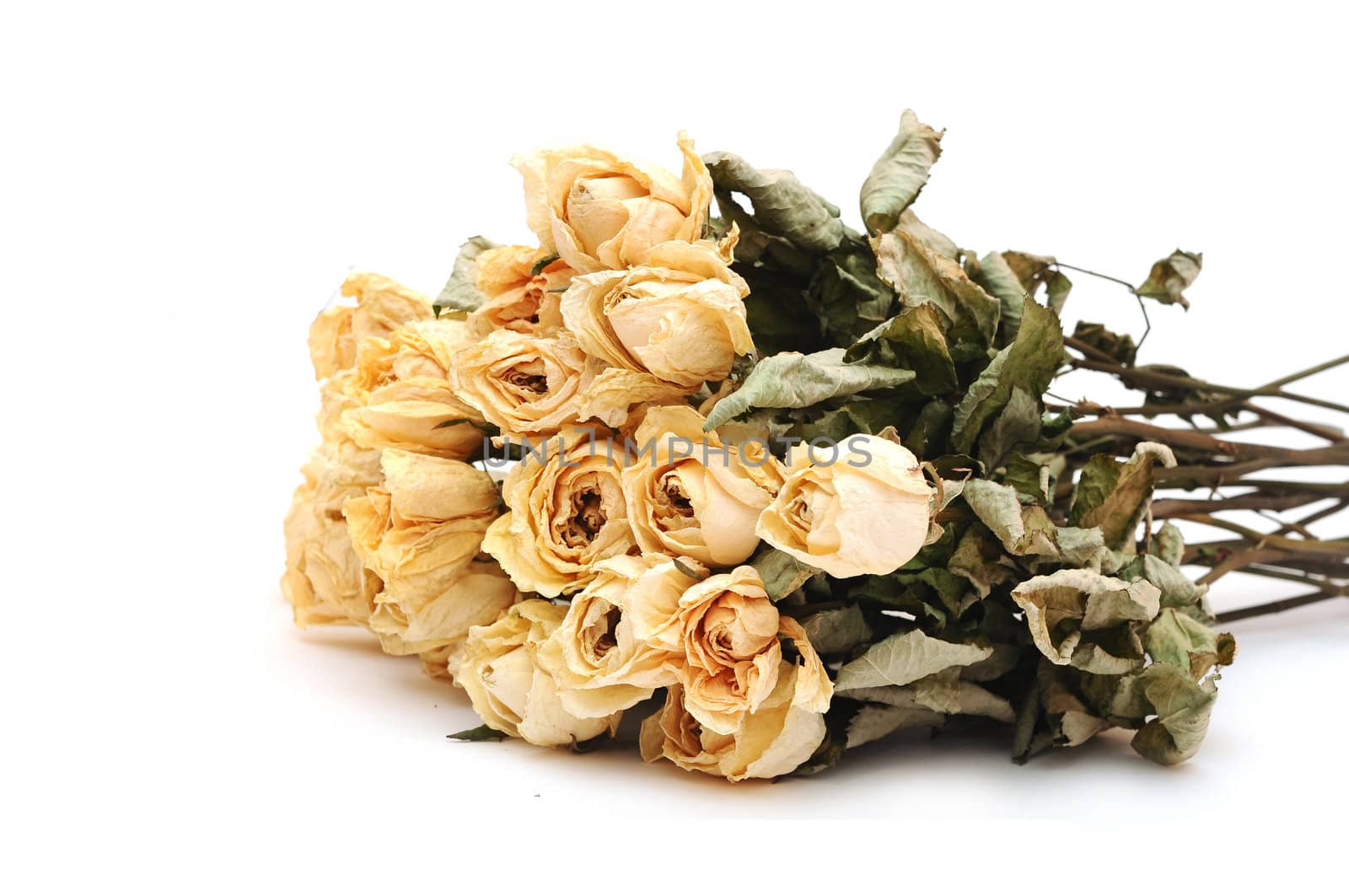 dry roses on a white background 