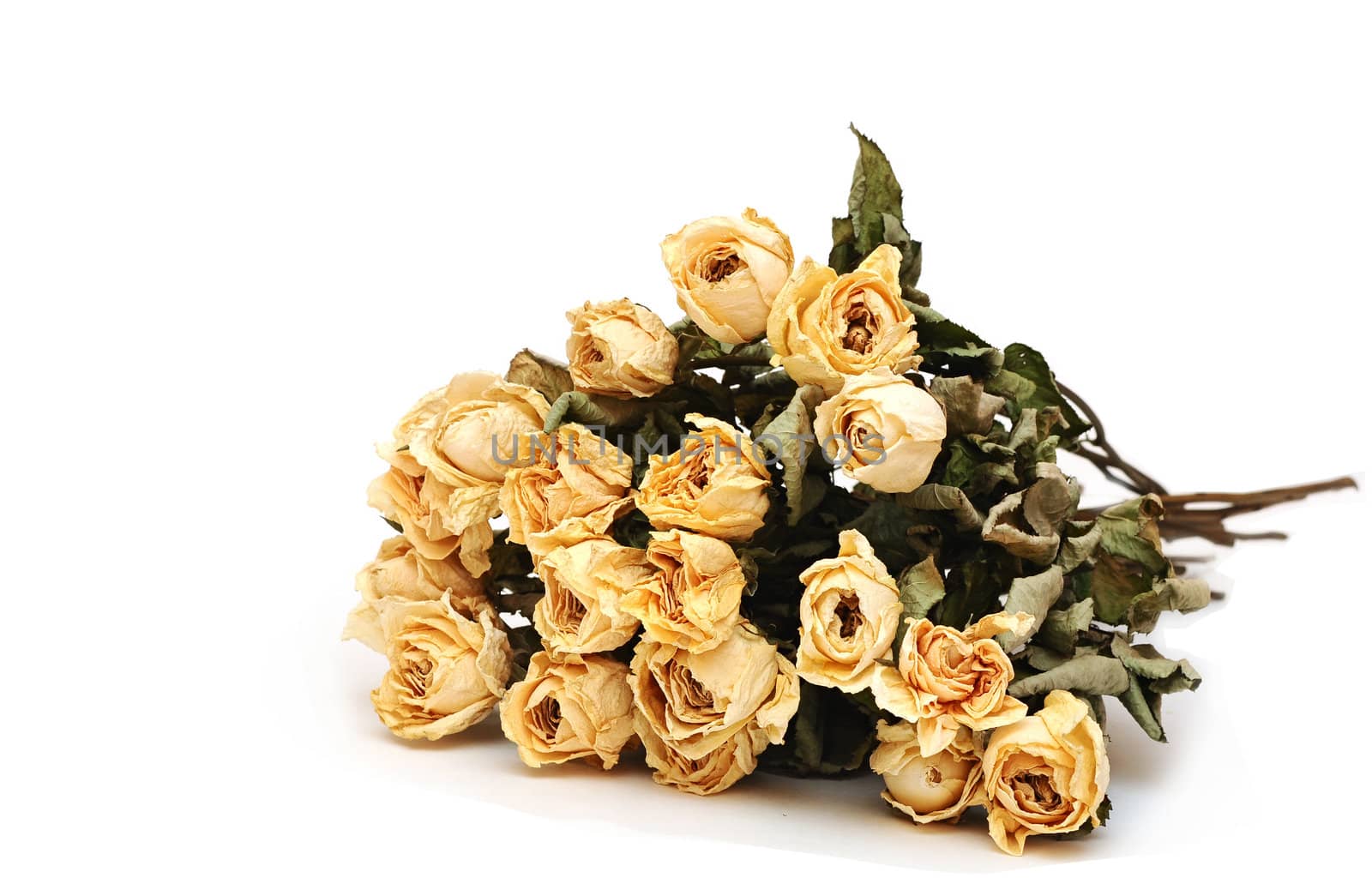 dry roses on a white background