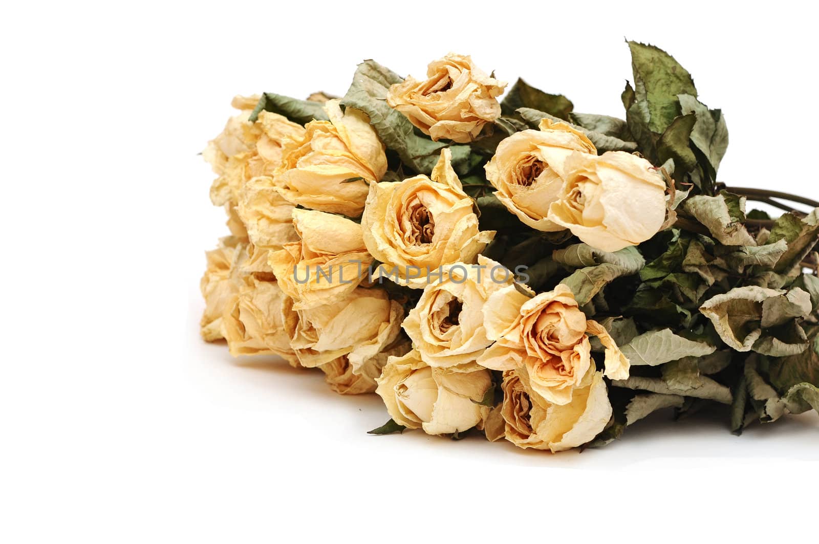dry roses on a white background