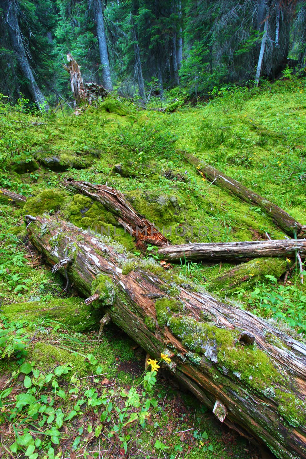 Forest floor of Yoho National Park in British Columbia - Canada.