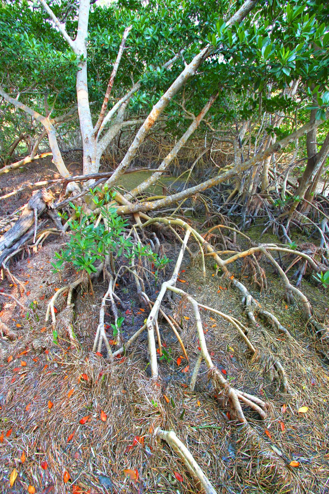 Mangroves of Everglades National Park in southern Florida.