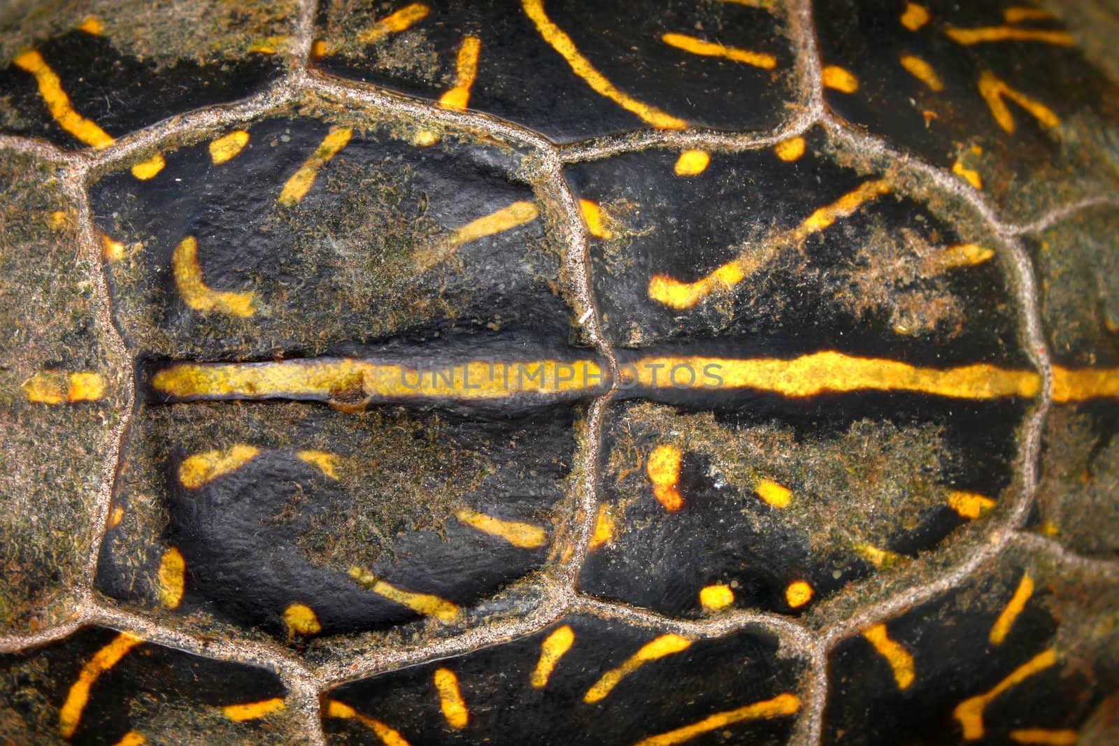 Shell patterns of a Florida box turtle (Terrapene carolina bauri) from Everglades National Park.